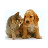 Animali domestici