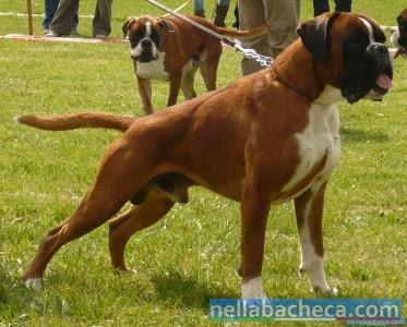 boxer cuccioli