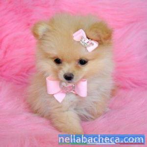 Regalo Cuccioli Di Pomerania Volpino Minigratis Lazio Roma