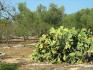 GALLIPOLI VICINANZE: Terreno agricolo