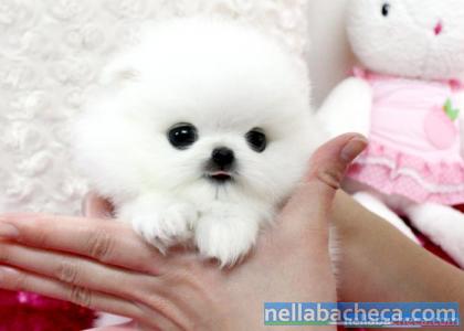 Regalo Cuccioli Di Pomerania Volpino Extra Toy Lazio Roma Ca