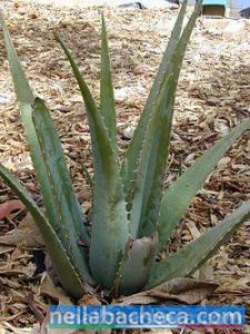 vendo aloe vera