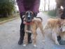 BLUE mix boxer e husky femmina salvata dalla Spagna in adozione