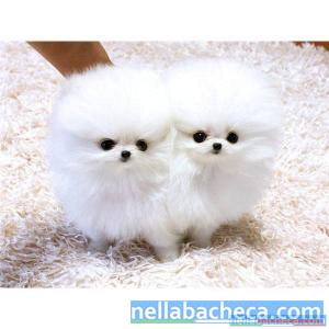Regalo Due Cuccioli Di Pomerania Mini Toy Per Adozione Toscana