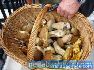 FUNGHI PORCINI IMPORTATI A 9 EURO AL KG