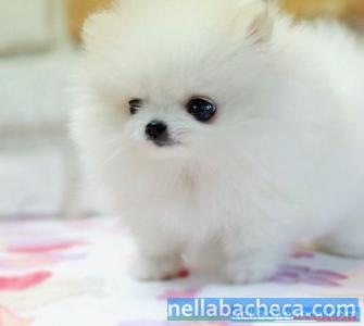 Regalo Cucciolo Di Pomeranian Mini Toy Lazio Roma Cani