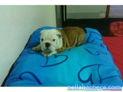 Cucciolo di bulldog inglese