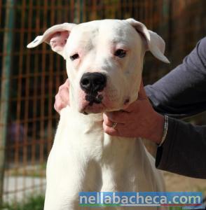 DIABLO, simpatico Dogo Argentino