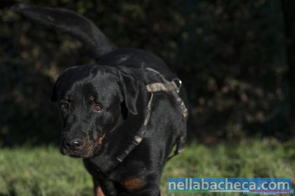 IGOR, incrocio Rottweiler