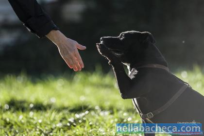 LUXOR, simpatico Amstaff