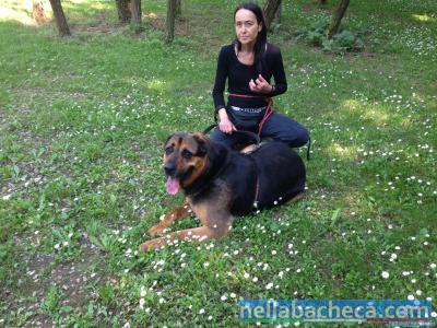 RUBEN, incrocio Rottweiler-Pastore Tedesco