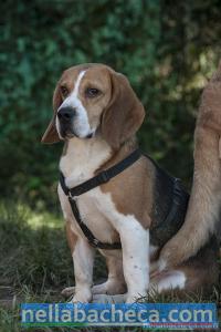 SILVER, un amore di beagle