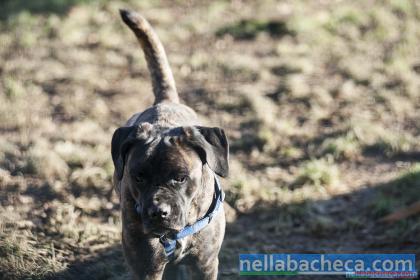 TYSON, cucciolone Corso