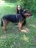 RUBEN, incrocio Rottweiler-Pastore Tedesco