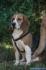SILVER, un amore di beagle