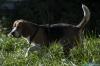 SILVER, un amore di beagle