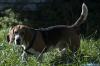 SILVER, un amore di beagle