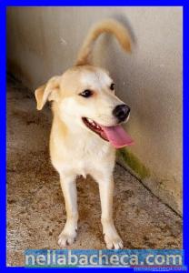 KEIKO cucciolone 9 mesi troppo buono