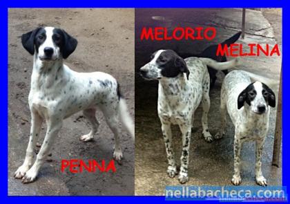 PENNA MELORIO E MELINA cuccioloni mix pointer splendidi