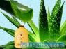 Prodoti naturali a base di Aloe Vera per la salute,il benessere,la bellezza,e gli animali