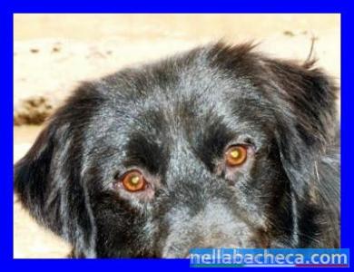 NERONE 5 anni taglia media da 3 anni in canile