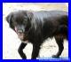 NERONE 5 anni taglia media da 3 anni in canile