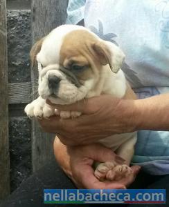 Regalo Cuccioli disponibili bulldog inglese