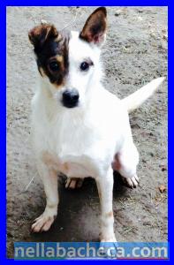 REMI' mix jack russel 2 anni