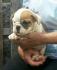 Regalo Cuccioli disponibili bulldog inglese