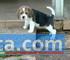 splendidi cuccioli di beagle!!