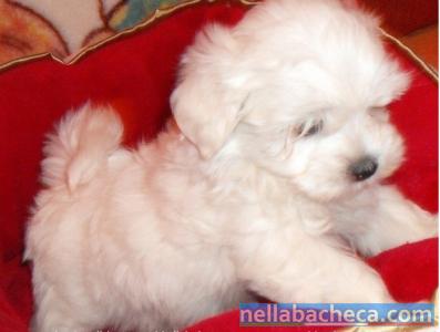 Stupendo cucciolo maltese