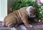 Cuccioli Pedigree Bulldog inglese