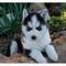 R.egalo SIBERIAN HUSKY CUCCIOLI ( MASCHI E FEMMINE) -