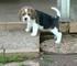 splendidi cuccioli di beagle!!