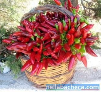 Peperoncino piccante della Calabria di fresco raccolto