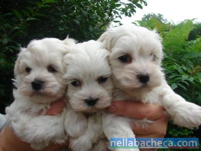Cuccioli Dolci Maltesi Lazio Cani