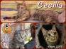 Protezione Micio Onlus: adozione gattina Cecilia