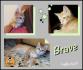 Protezione Micio Onlus: adozione gattina Brave