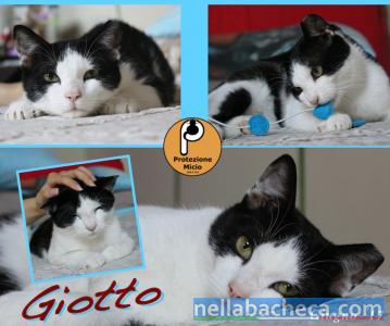 Protezione Micio: adozione del cuore gattino Giotto
