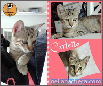 Protezione Micio Onlus: adozione gattino Carletto