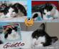 Protezione Micio: adozione del cuore gattino Giotto