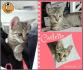 Protezione Micio Onlus: adozione gattino Carletto