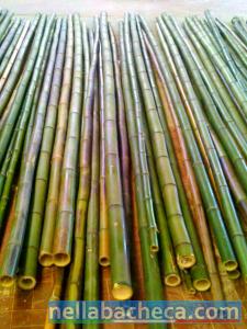 Vendo  canne di bambù bambu con diametro da 1 cm. fino a 10 cm.