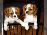 Cavalier king charles maschi e femmine della stessa 90 giorni